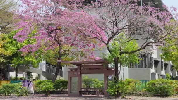 台南大光小学 2022年3月16日 台湾台南最漂亮的红风木巴士站 — 图库视频影像