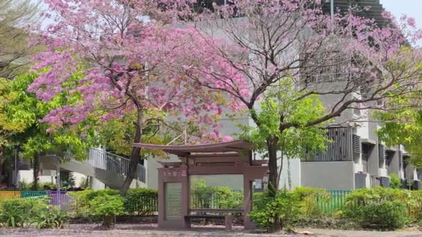 Daguang Elementary School Tainan Mar 2022 Most Beautiful Bus Stop — Stock Video