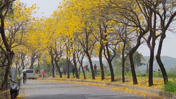 Chiayi Taiwán Marzo 2022 Túnel Tamaki Viento Amarillo Chiayi Taiwán — Vídeos de Stock