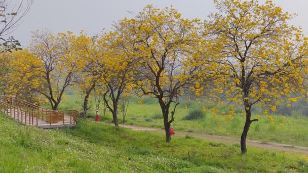 Chiayi Taiwán Marzo 2022 Túnel Tamaki Viento Amarillo Chiayi Taiwán — Vídeos de Stock