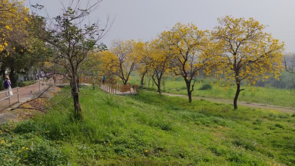 Chiayi Tayvan Aralık 2022 Sarı Rüzgar Tamaki Tüneli Chiayi Tayvan — Stok video