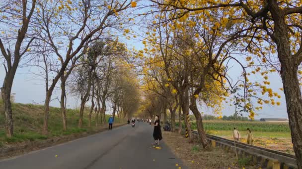 Chiayi Taiwán Marzo 2022 Túnel Tamaki Viento Amarillo Chiayi Taiwán — Vídeos de Stock