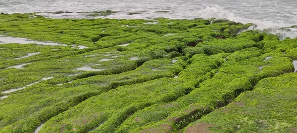 ラオメイ グリーン ストーン トロウは北海岸の石門地区に位置し 毎年4月から5月にかけて北東モンスーンがゆっくりと弱まるため 地元の岩の谷の学名 Thatideトレンチと海食溝は大きな三角形で覆われています — ストック写真