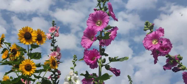 Teipei Tayvan Holihocks Çiçek Açıyor — Stok fotoğraf