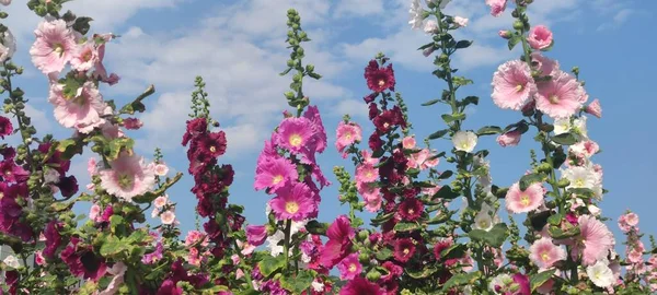 Hollyhocks Floreciendo Ciudad Teipei Taiwán —  Fotos de Stock