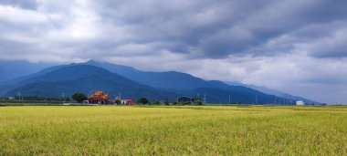 Güneşin doğduğu Brown Bulvarı, Chishang, Taitung, Tayvan 'daki güzel çeltik tarlası manzarası