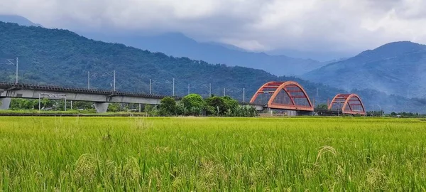 Trem Movimento Ponte Com Bom Paddy Amarelo Taitung Taiwan — Fotografia de Stock