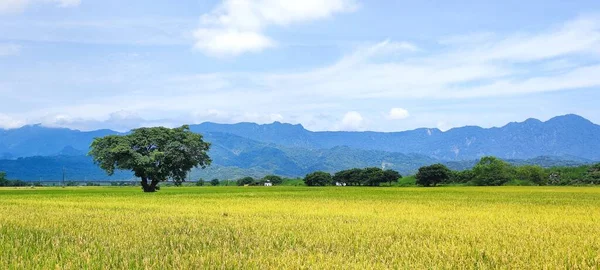 Vista Panorámica Del Hermoso Campo Arroz Con Salida Del Sol — Foto de Stock