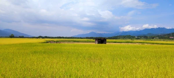 Landscape View Beautiful Paddy Field Sunrise Brown Avenue Chishang Taitung — 스톡 사진