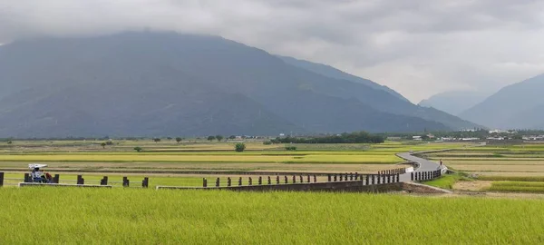 Landskapet Utsikt Över Vackra Paddy Field Med Soluppgång Brown Avenue — Stockfoto