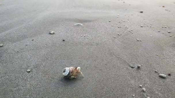 Close Hermit Crabs Hides Shell Shallow Ocean Water Clear Water — Vídeo de Stock