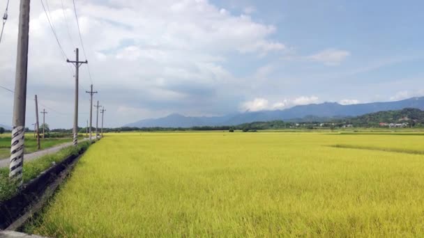 Landschap Uitzicht Mooie Paddy Field Met Zonsopgang Brown Avenue Chishang — Stockvideo