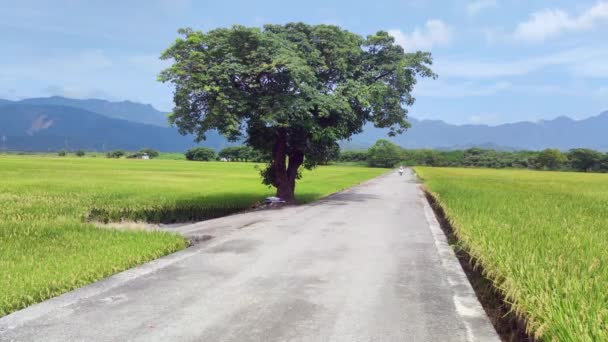 Peisaj Vedere Frumos Paddy Câmp Răsărit Soare Brown Avenue Chishang — Videoclip de stoc