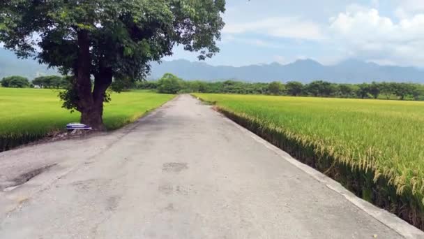 Widok Piękne Pole Paddy Wschodem Słońca Brown Avenue Chishang Taitung — Wideo stockowe