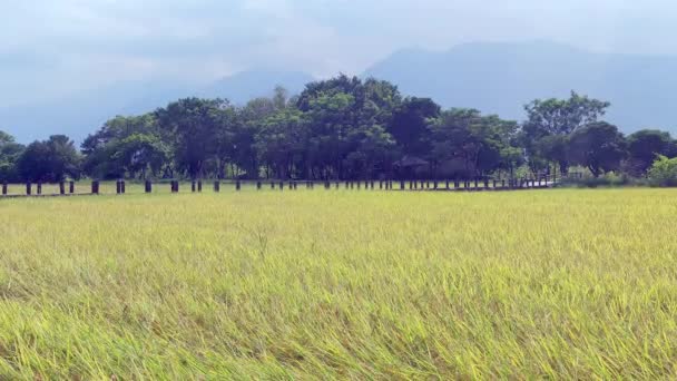 Vista Paisagem Belo Campo Paddy Com Nascer Sol Brown Avenue — Vídeo de Stock