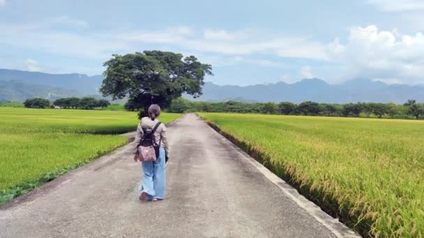 Landschap Uitzicht Mooie Paddy Field Met Zonsopgang Brown Avenue Chishang — Stockvideo