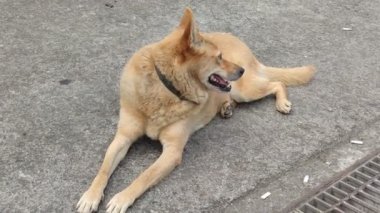 Tembel köpek yerde yatıyor, Tayvan