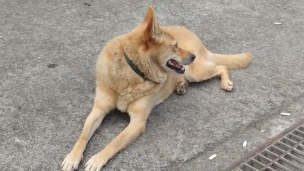 地面に横たわっている怠惰な犬 — ストック動画