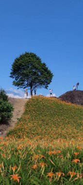 Chike Mountain, Hualien - Aug 29, 2022 : The beautiful daylily flower mountain of eastern Taiwan