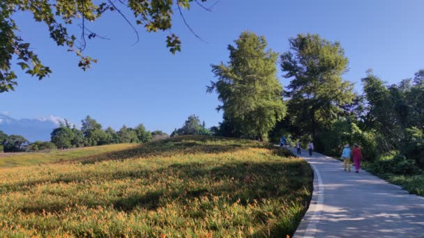 Chike Mountain Hualien Aug 2022 Beautiful Daylily Flower Mountain Eastern — Stockvideo