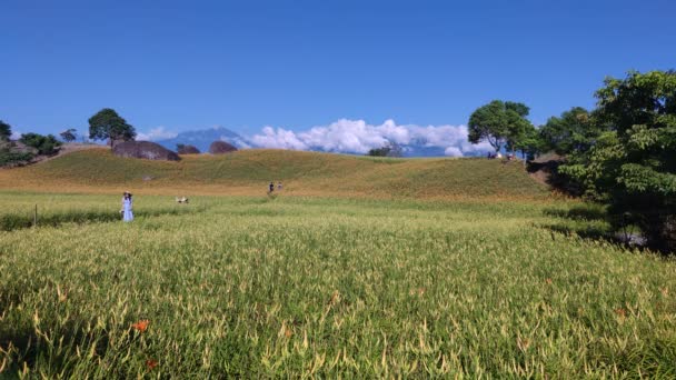 Chike Mountain Hualien Aug 2022 Beautiful Daylily Flower Mountain Eastern — Video Stock