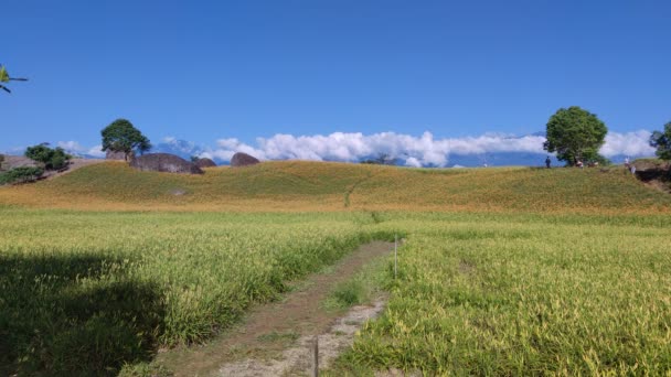 Chike Mountain Hualien Aug 2022 Beautiful Daylily Flower Mountain Eastern — Video Stock