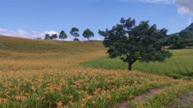 Chike Mountain, Hualien - Aug 29, 2022 : The beautiful daylily flower mountain of eastern Taiwan
