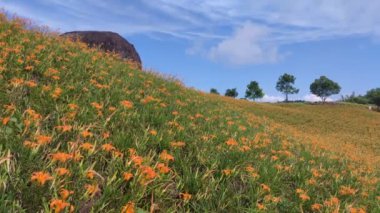 Chike Mountain, Hualien - Aug 29, 2022 : The beautiful daylily flower mountain of eastern Taiwan