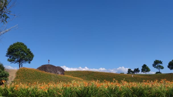 Chike Mountain Hualien Aug 2022 Beautiful Daylily Flower Mountain Eastern — Stockvideo