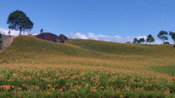 Chike Mountain Hualien Aug 2022 Beautiful Daylily Flower Mountain Eastern — Stockvideo