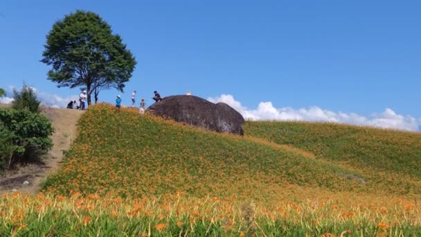 Chike Mountain Hualien Aug 2022 Beautiful Daylily Flower Mountain Eastern — Video Stock