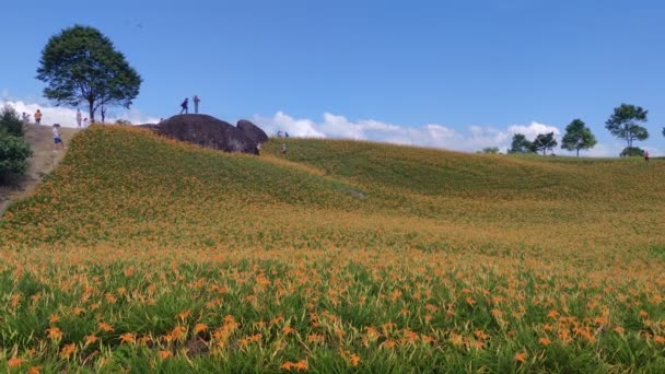 Chike Mountain Hualien Aug 2022 Beautiful Daylily Flower Mountain Eastern — Stockvideo