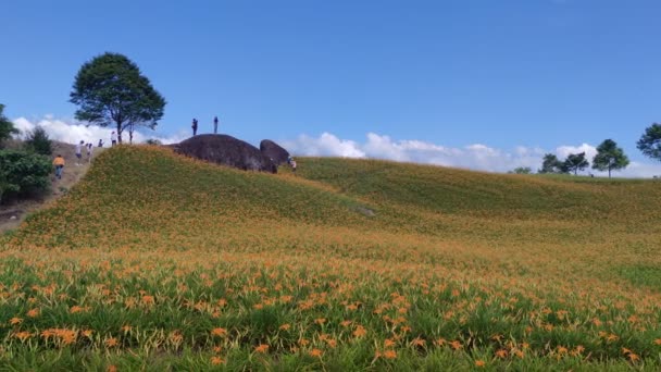 Chike Mountain Hualien Aug 2022 Beautiful Daylily Flower Mountain Eastern — Videoclip de stoc