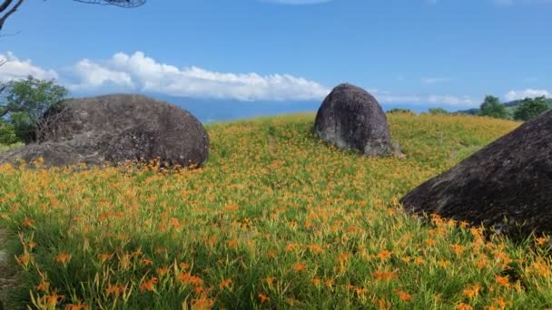 Chike Mountain Hualien Αυγ 2022 Όμορφο Βουνό Λουλούδι Daylily Της — Αρχείο Βίντεο