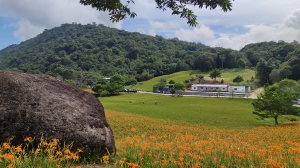 Chike Mountain Hualien Aug 2022 Beautiful Daylily Flower Mountain Eastern — Stockvideo