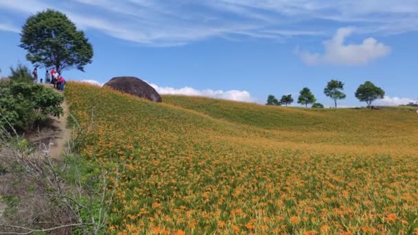 Chike Mountain Hualien Aug 2022 Beautiful Daylily Flower Mountain Eastern — Vídeos de Stock