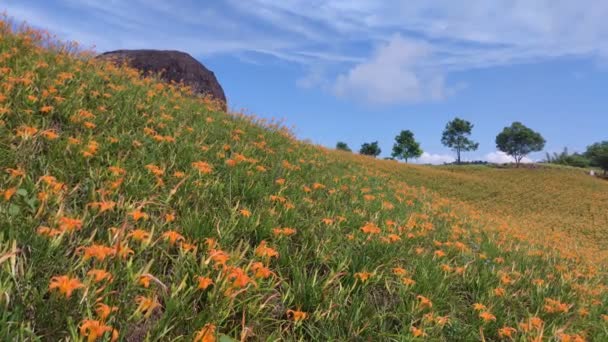 Chike Mountain Hualien Αυγ 2022 Όμορφο Βουνό Λουλούδι Daylily Της — Αρχείο Βίντεο