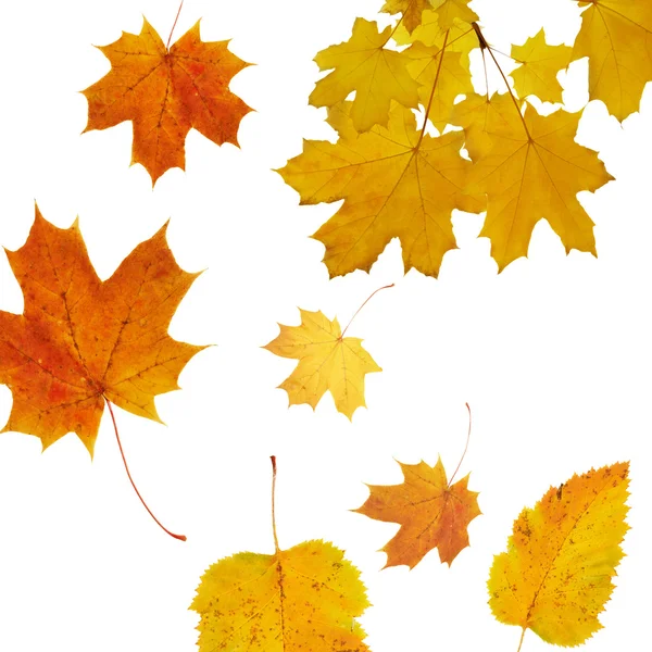 Листя осень — Безкоштовне стокове фото
