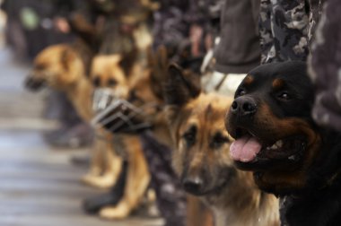 çalışma köpekler