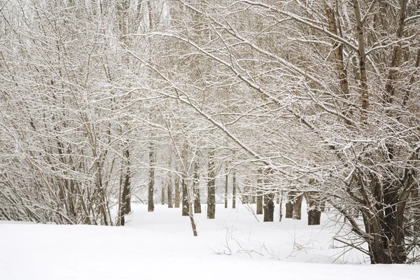 Winter day — Stock Photo, Image