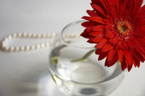 Red flower in a vase — Stock Photo, Image