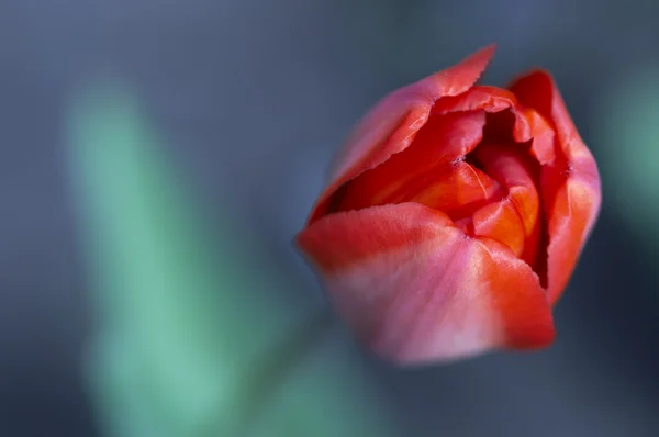 Bel tulipano in macro con spazio vuoto per il testo — Foto Stock