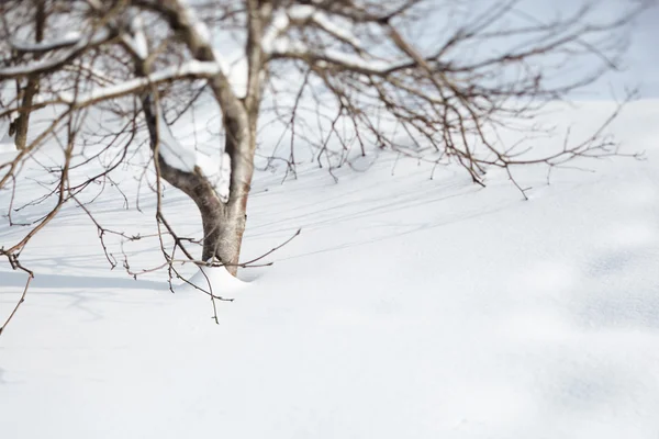 Árbol de invierno —  Fotos de Stock