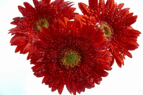 Bouquet of red flowers — Stock Photo, Image