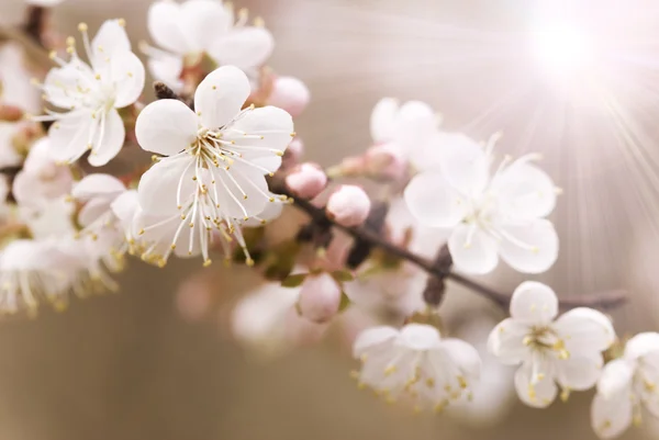 Japanischer Kirschbaum — Stockfoto