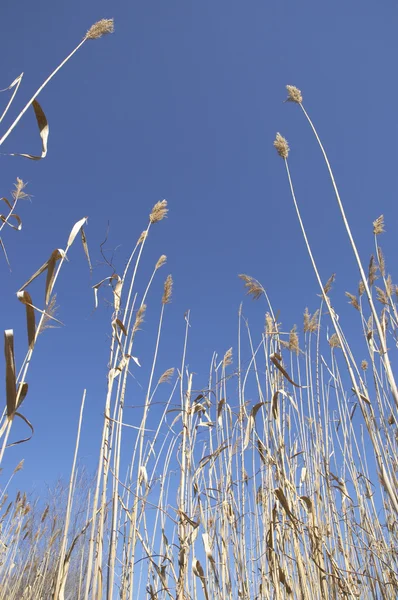 Dry rush and blue sky — Stock Photo, Image