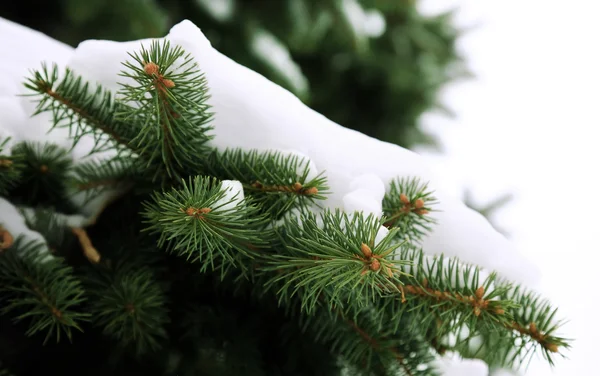 Árbol de invierno — Foto de Stock