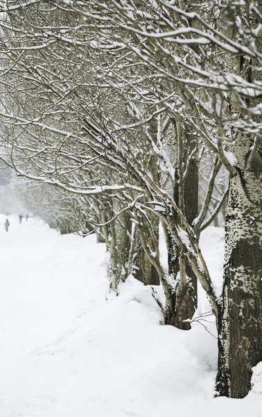 Zi de iarnă — Fotografie, imagine de stoc