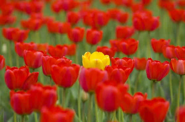 Giallo — Foto Stock