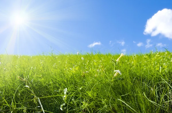 Sommarfält Stockfoto